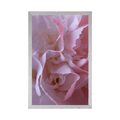 POSTER CARNATION PETALS - FLOWERS - POSTERS