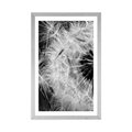 POSTER WITH MOUNT DANDELION SEEDS IN BLACK AND WHITE - BLACK AND WHITE - POSTERS