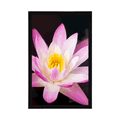 POSTER BEAUTIFUL WATER LILY - FLOWERS - POSTERS