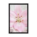 POSTER PINK LILY AND ZEN STONES - FENG SHUI - POSTERS