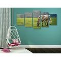 5-PIECE CANVAS PRINT HORSE ON A MEADOW - PICTURES OF ANIMALS{% if product.category.pathNames[0] != product.category.name %} - PICTURES{% endif %}