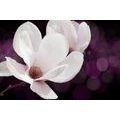 CANVAS PRINT MAGNOLIA FLOWER ON AN ABSTRACT BACKGROUND - PICTURES FLOWERS{% if product.category.pathNames[0] != product.category.name %} - PICTURES{% endif %}