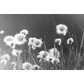 CANVAS PRINT COTTON GRASS IN BLACK AND WHITE - BLACK AND WHITE PICTURES - PICTURES