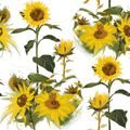 SELF ADHESIVE WALLPAPER SUNFLOWERS ON A WHITE BACKGROUND - SELF-ADHESIVE WALLPAPERS{% if product.category.pathNames[0] != product.category.name %} - WALLPAPERS{% endif %}