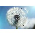 SELF ADHESIVE WALL MURAL DETAIL OF A DANDELION - SELF-ADHESIVE WALLPAPERS - WALLPAPERS