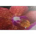 CANVAS PRINT ORCHID AND ZEN STONES ON A WHITE BACKGROUND - PICTURES FENG SHUI{% if product.category.pathNames[0] != product.category.name %} - PICTURES{% endif %}