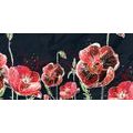 CANVAS PRINT RED POPPIES ON A BLACK BACKGROUND - PICTURES FLOWERS - PICTURES