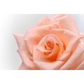 WALL MURAL ROSE IN A PEACH SHADE - WALLPAPERS FLOWERS - WALLPAPERS