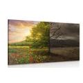 CANVAS PRINT TWO FORMS OF A TREE - PICTURES OF NATURE AND LANDSCAPE - PICTURES