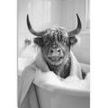 WANDBILD KUH IN DER BADEWANNE - WANDBILDER BÜFFEL UND KÜHE - BILDER