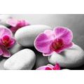 WALL MURAL ORCHID FLOWERS ON STONES - WALLPAPERS FENG SHUI - WALLPAPERS