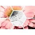 CANVAS PRINT GERBERA IN A HEXAGON - PICTURES FLOWERS - PICTURES