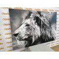 CANVAS PRINT AFRICAN LION IN BLACK AND WHITE - BLACK AND WHITE PICTURES - PICTURES