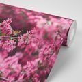 WALL MURAL DETAILED CHERRY BLOSSOMS - WALLPAPERS NATURE - WALLPAPERS