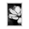 AFFICHE JARDIN COSMOS FLEUR EN NOIR ET BLANC - NOIR ET BLANC - AFFICHES