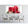 5-PIECE CANVAS PRINT RED TULIPS BLOOMING - PICTURES FLOWERS - PICTURES