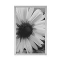 POSTER BEAUTIFUL DAISY IN BLACK AND WHITE - BLACK AND WHITE - POSTERS