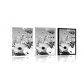 POSTER MEADOW OF SPRING FLOWERS IN BLACK AND WHITE - BLACK AND WHITE - POSTERS