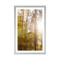 POSTER MIT PASSEPARTOUT WALD IN HERBSTFARBEN - NATUR - POSTER