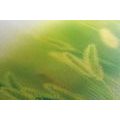 CANVAS PRINT GRASS BLADES IN GREEN DESIGN - PICTURES OF NATURE AND LANDSCAPE - PICTURES