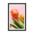 POSTER MIT PASSEPARTOUT ELEGANTE TULPEN - BLUMEN - POSTER