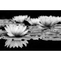 SELF ADHESIVE WALL MURAL BLACK AND WHITE LOTUS FLOWER - SELF-ADHESIVE WALLPAPERS - WALLPAPERS