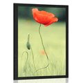 POSTER LONELY POPPY - FLOWERS - POSTERS