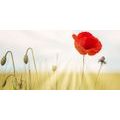 TABLEAU SUR TOILE – COQUELICOT SAUVAGE - TABLEAUX DE FLEURS - TABLEAUX