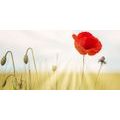 CANVAS PRINT WILD POPPY - PICTURES FLOWERS - PICTURES