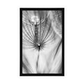 POSTER DANDELION IN BLACK AND WHITE - BLACK AND WHITE - POSTERS