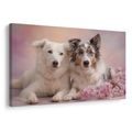 OBRAZ PSI PŘÁTELSTVÍ V KVĚTECH - OBRAZY PSI - OBRAZY