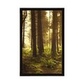 POSTER IN SONNENLICHT GETAUCHTER WALD - NATUR{% if product.category.pathNames[0] != product.category.name %} - GERAHMTE POSTER{% endif %}