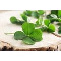 CANVAS PRINT OF GREEN FOUR-LEAF CLOVERS - STILL LIFE PICTURES - PICTURES