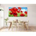 CANVAS PRINT POPPY FLOWERS IN A MEADOW - PICTURES FLOWERS - PICTURES