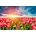 WANDBILD SONNENAUFGANG ÜBER DER WIESE MIT TULPEN - BILDER BLUMEN - BILDER