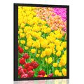 AFFICHE JARDIN PLEIN DE TULIPES - FLEURS - AFFICHES