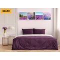 CANVAS PRINT SET BEAUTIFUL LAVENDER FIELDS - SET OF PICTURES - PICTURES