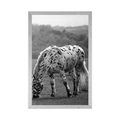 POSTER HORSE ON THE MEADOW IN BLACK AND WHITE - BLACK AND WHITE - POSTERS