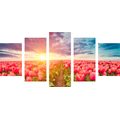 5-TEILIGES WANDBILD SONNENAUFGANG ÜBER DER WIESE MIT TULPEN - BILDER BLUMEN - BILDER