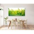 CANVAS PRINT GRASS BLADES IN GREEN DESIGN - PICTURES OF NATURE AND LANDSCAPE - PICTURES