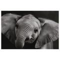 OBRAZ SLONÍ MLÁDĚ V DETAILU - OBRAZY SLONI - OBRAZY