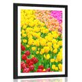 POSTER WITH MOUNT GARDEN FULL OF TULIPS - FLOWERS - POSTERS