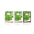 POSTER GREEN FOUR-LEAVE CLOVERS - NATURE - POSTERS