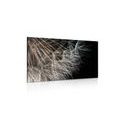 CANVAS PRINT THE BEAUTY OF THE DANDELION - PICTURES FLOWERS{% if product.category.pathNames[0] != product.category.name %} - PICTURES{% endif %}