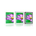 POSTER WITH MOUNT GARDEN COSMOS FLOWER - FLOWERS - POSTERS