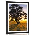 POSTER MIT PASSEPARTOUT ALLEINSTEHENDER BAUM BEI SONNENUNTERGANG - NATUR - POSTER