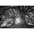 CANVAS PRINT BLACK AND WHITE MAJESTIC TREES - BLACK AND WHITE PICTURES - PICTURES