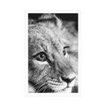 POSTER LION CUB IN BLACK AND WHITE - BLACK AND WHITE - POSTERS