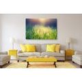 CANVAS PRINT MEADOW DEW - PICTURES OF NATURE AND LANDSCAPE - PICTURES