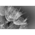 CANVAS PRINT BLACK AND WHITE MACRO DANDELION ON THE BACKGROUND - BLACK AND WHITE PICTURES - PICTURES